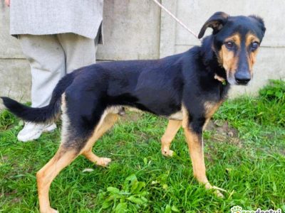 EGON - biedny, porzucony psiak szuka super domu