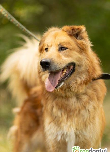 CYNAMON - piękny psiak szuka najlepszego domu