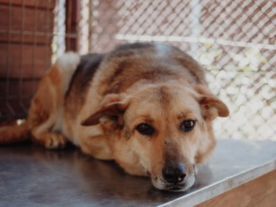 Linda - spokojna, kochana, delikatna sunia!