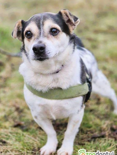 OLUŚ - niewielki, wrażliwy psiak szuka domu