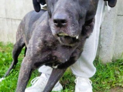 FIBI - piękna delikatna sunia szuka domu