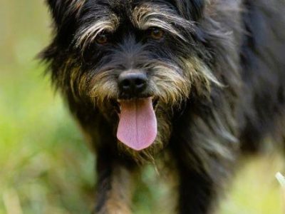 FIFI - cudny psiak w typie terriera szuka domu