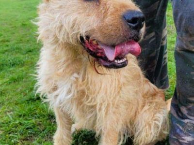 PESTO - piękny psiak w typie terriera szuka dobrego domu