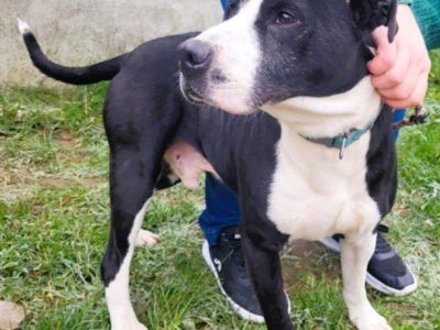 BINGO - kochany psiak w typie amstaffa szuka mądrego domu