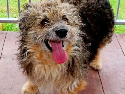 LOCZEK - mały, kochany psiak szuka domu