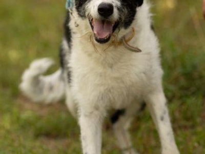 DONALD - piękny psiak w typie wyżła/wilczarza szuka domu