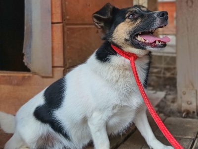 Maleńka Suzi BŁAGA o kochający dom!