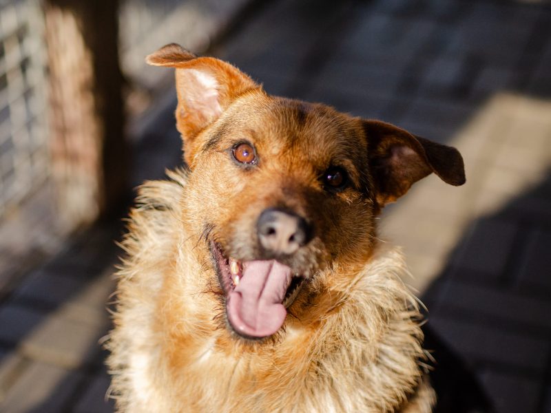 Kufel - fantastyczny, szorstkowłosy psiak szuka domu!