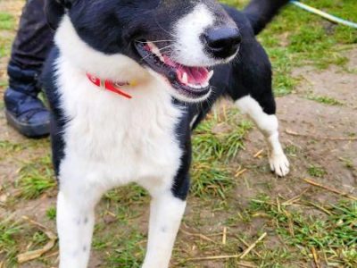 OLAF - cudowny, piękny psiak szuka domu