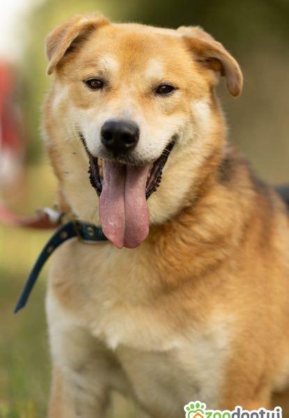 TAYLOR - kochany psiak za kratami schroniska, ADOPTUJ