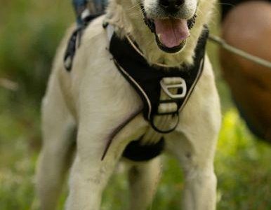 BORYSEK - kochany psiak szuka domu na jesień życia