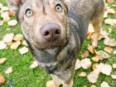 TOFIK - piękny psiak szuka PILNIE domu