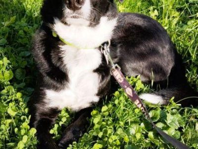 KORSA - niewidoma sunia, która kocha ludzi szuka super domu