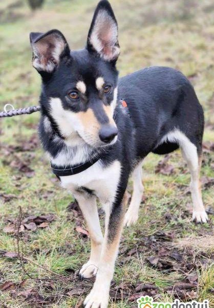 VIVA - mądra łagodna sunia szuka dobrego domu