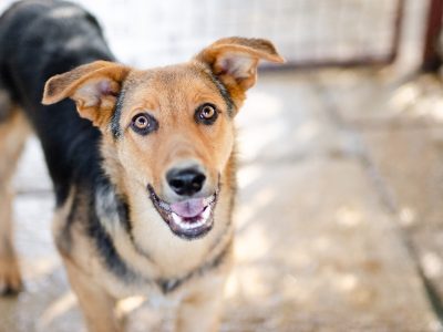Bobi - młody, wesoły psiak szuka swojej rodziny