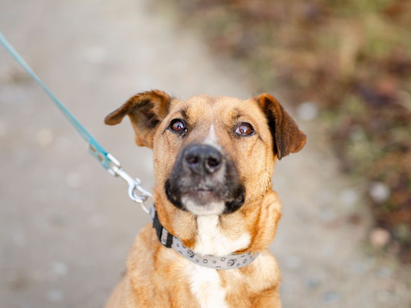 Doniu - młody, łagodny rudzielec szuka domu!