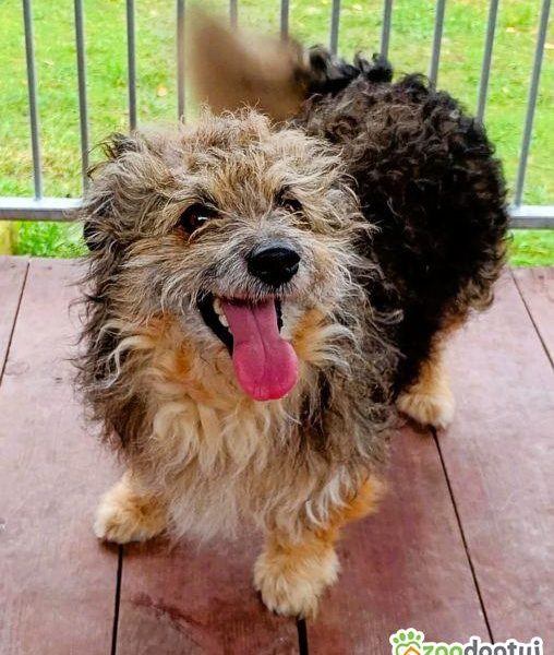 LOCZEK - mały, kochany psiak szuka domu