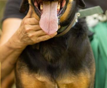 NADIR - piękny psiak w typie gończego do adopcji