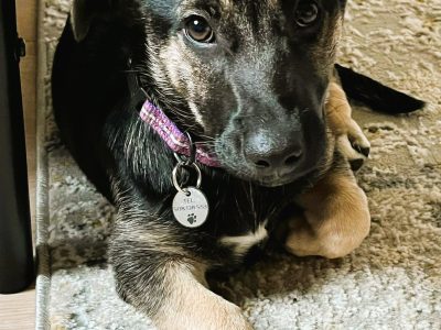 DŻORDŻ - cudowny szczeniak szuka najlepszego domu