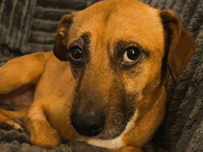 MISIO - delikatny i kochany psiak do adopcji