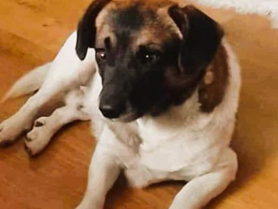 SZAFIR - niewielki psiak szuka domu po śmierci Pana