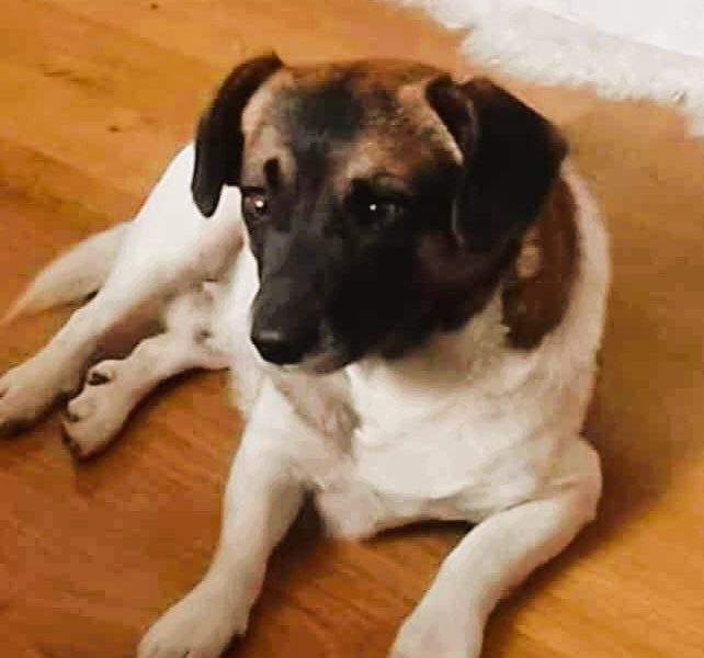 SZAFIR - niewielki psiak szuka domu po śmierci Pana