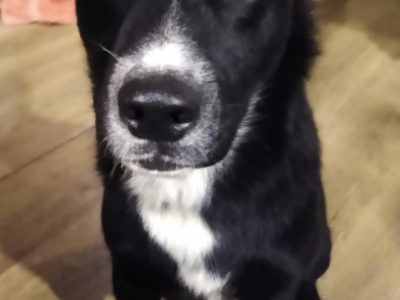 Atos - roczny, niekonfliktowy, przyjazny psiak!