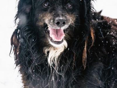 DREDZIK - czarny, zwykły, pospolity? Super psiak szuka domu