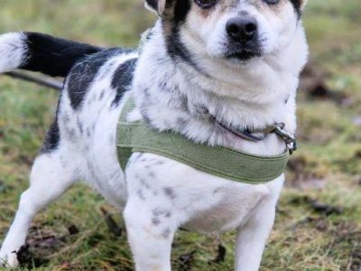 OLUŚ - niewielki, wrażliwy psiak szuka domu