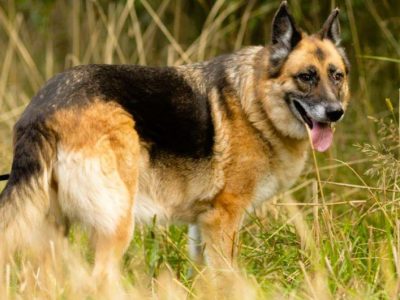 LULU - kochana sunia w typie owczarka za kratami, URATUJ!