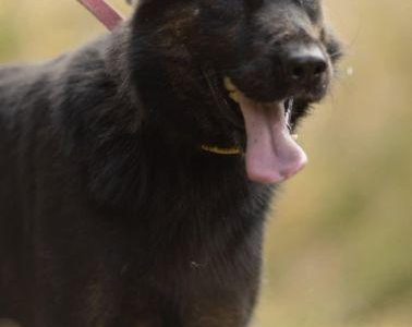 BIES - piękny psiak w typie owczarka do adopcji