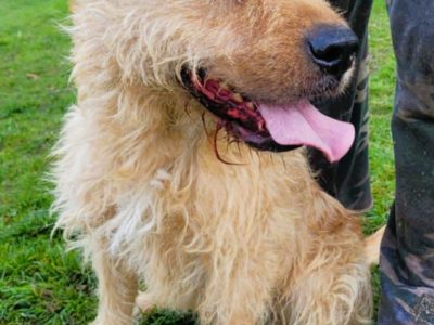 PESTO - piękny psiak w typie terriera szuka dobrego domu