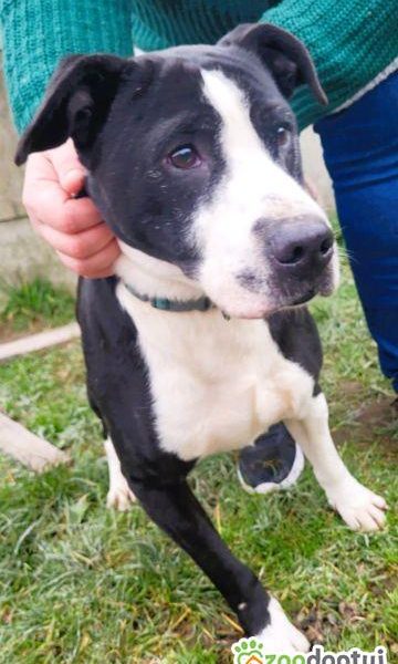 BINGO - kochany psiak w typie amstaffa szuka mądrego domu