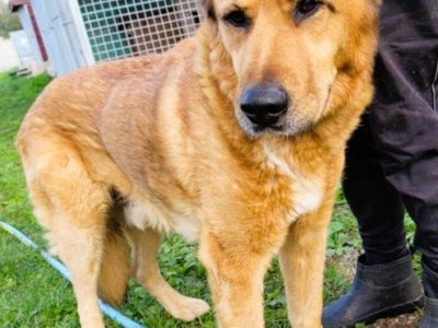 TUPTUŚ - zapomniany przez wszystkich, kochany psiak do adopc