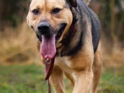 JUNAK - zbyt pospolity by dać mu dom? Błaga o dom!