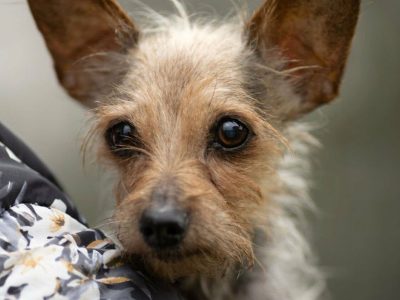 CZESIA - 12 letnia mikro sunia szuka najlepszego domu