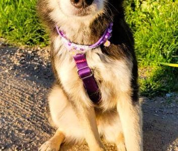 POKER - super psiak poleca się do adopcji