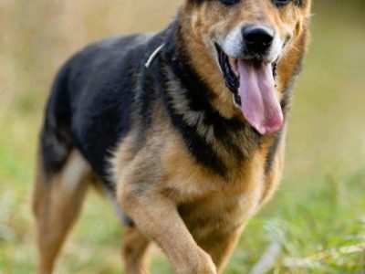 BRUTUSEK - cudowny kundelek szuka domu na jesień życia