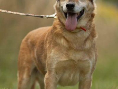 WICEK - kochany seniorek szuka dobrego domu