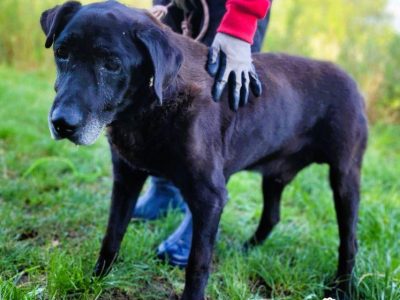 SENIOREK - staruszek błaga o godną jesień życia, ADOPTUJ
