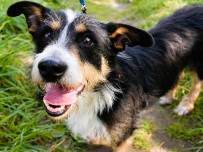 POPUŚ - super kudłacz szuka najlepszego domu