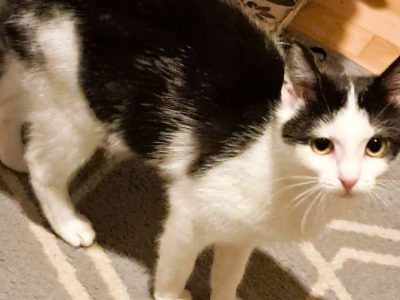 PIANKA - super kicia szuka domu