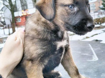 MIA - delikatna, wrażliwa szczeniaczka szuka domu