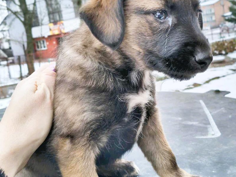 MIA - delikatna, wrażliwa szczeniaczka szuka domu