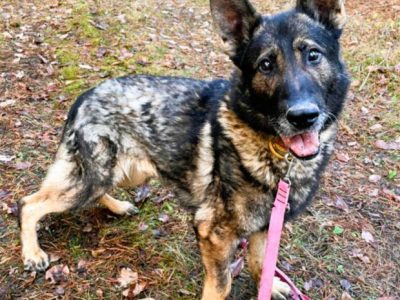 WOJTUŚ - cudowny owczarek szuka najlepszego domu