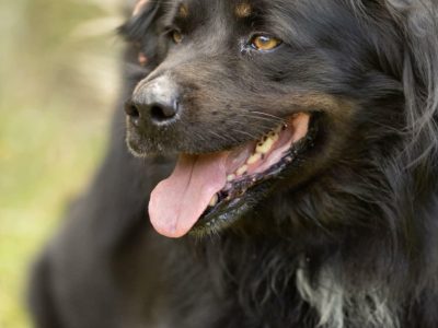 MORUSEK - cudowny psiak szuka najlepszego domu