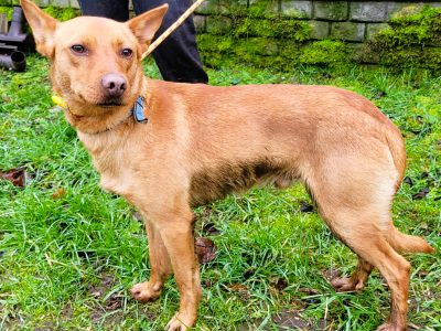 FREDZIK - piękny psiak a typie psa faraona ADOPTUJ