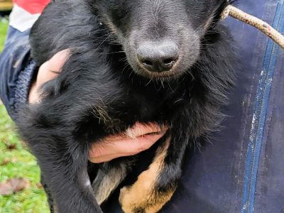 MILO - cudowny psiaczek szuka najlepszego domu