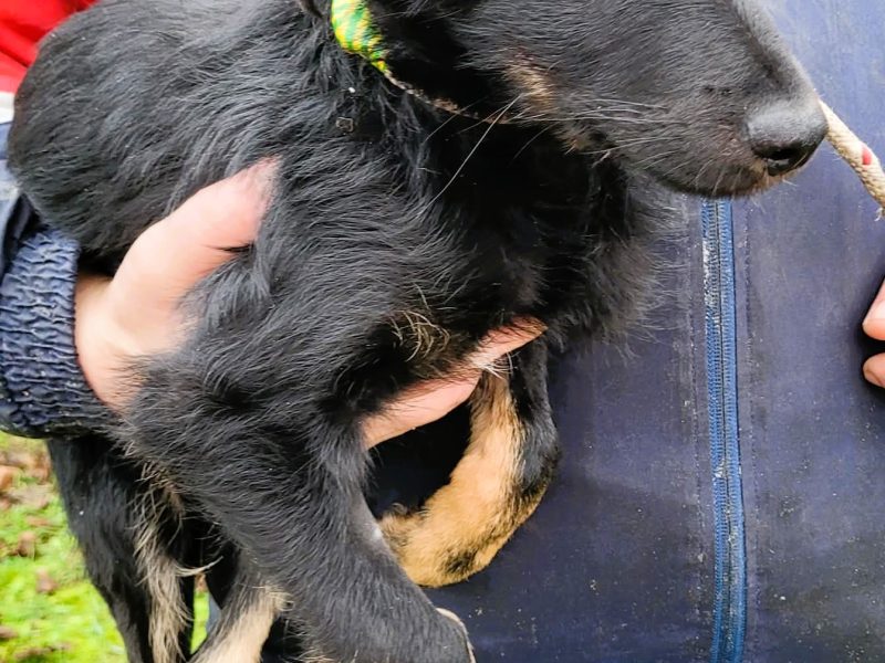 MILO - cudowny psiaczek szuka najlepszego domu