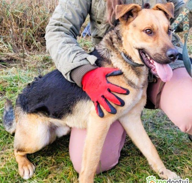 CZARUŚ - kochany psiak porzucony jak zbędna rzecz, ADOPTUJ